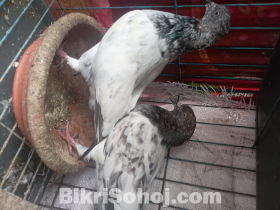 সবুজ গোল্লা কবুতর
